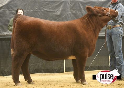 Jackrabbit Memorial Jackpot | Breeding Heifers – Shorthorn Ring A | The Pulse