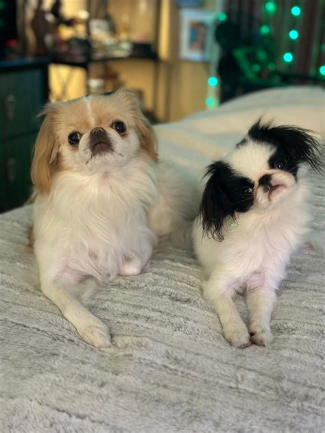 Mishamai Japanese Chin