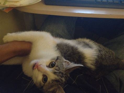My kitten doesn't like it when I use my computer instead of pet him : pics