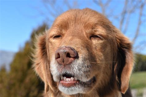 Canis Lupus Familiaris Animalia - Free photo on Pixabay - Pixabay