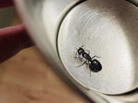Queen Carpenter Ant? : r/ants