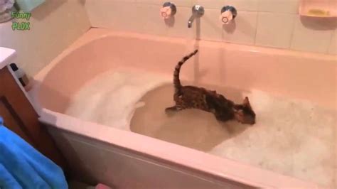 Коты купаются, кот купается в ванной, кот любит воду. - YouTube