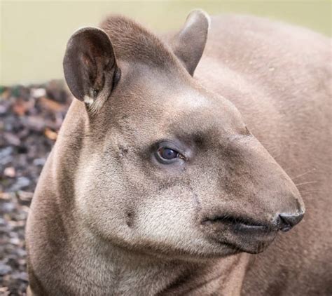 Tapir Face Stock Photos, Pictures & Royalty-Free Images - iStock