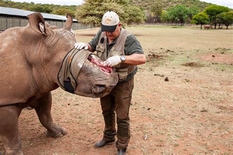 Life of a Wildlife Vet in South Africa : r/Veterinary