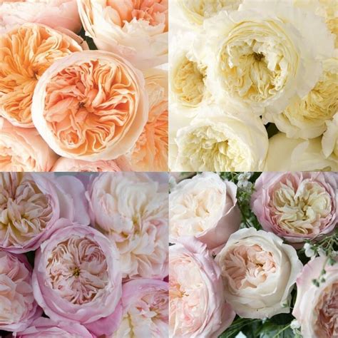 David Austin Assortment Roses - Wedding Roses Direct