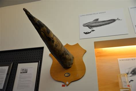 penis museum  reykjavik