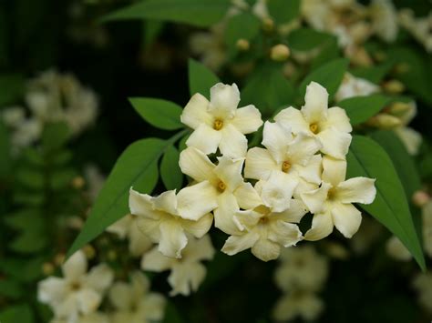 Expert shares the top scented plants you need for your…