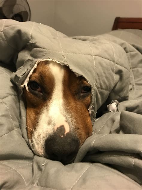 Baxter | Modern Dog magazine