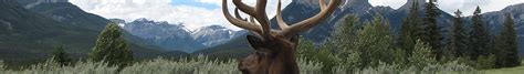 jasper national park travel guide  wikivoyage