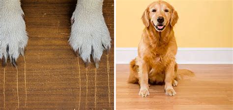 how to protect wood floors from dogs
