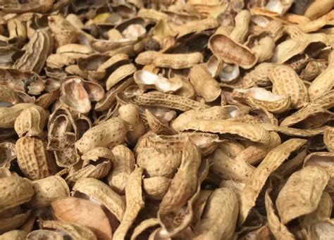 buy  sell groundnut shell sustainable biomass fuel
