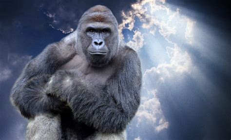 harambe heaven Blank Template - Imgflip