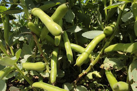 Buy Broad Beans - Express ORGANIC - Growers Organics