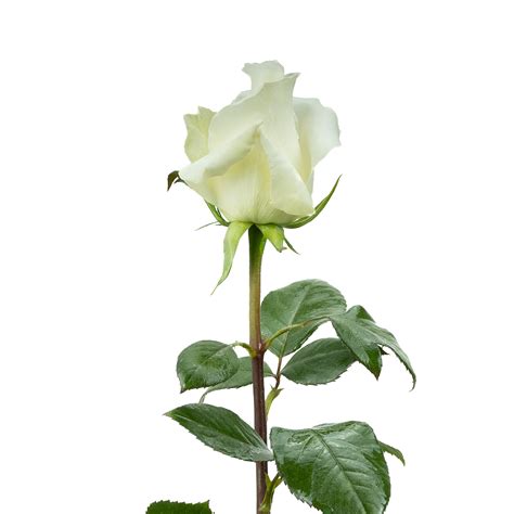 Anastasia – Nevado Roses