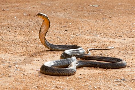 King Cobra | Animal Kingdom