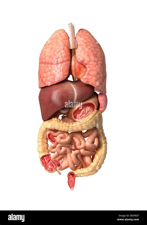 Male Human Anatomy Organs