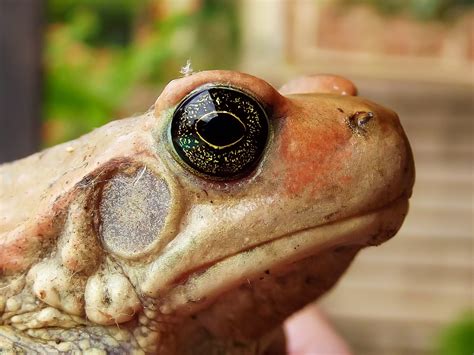 Free Images : nature, wildlife, wild, environment, biology, sitting ...