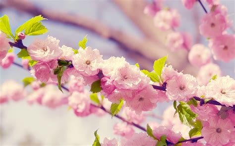 Cute Girly Flower Wallpapers - Top Free Cute Girly Flower Backgrounds ...
