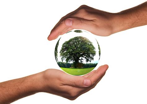verde, árbol, bola de cristal, humano, palma, proteger, manos, ecología
