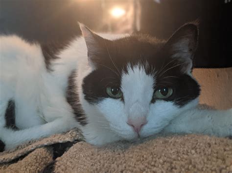 My baby, Akira! : r/aww