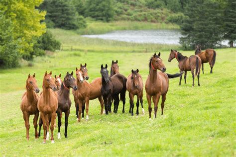 groups  horses  beginners guide  herd dynamics