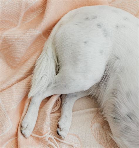 What is a Luxating Patella and the Signs - Posh Dog Knee Brace