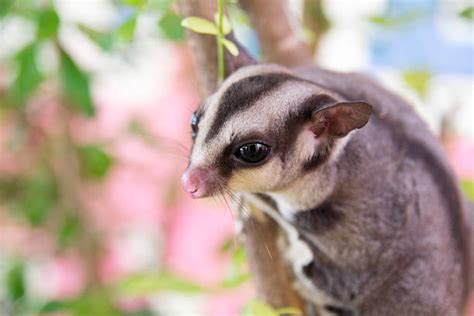 260+ Sugar Glider On A Tree Stock Photos, Pictures & Royalty-Free ...