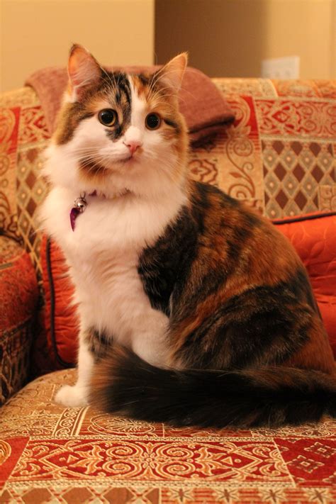 Cutest Calico Cat