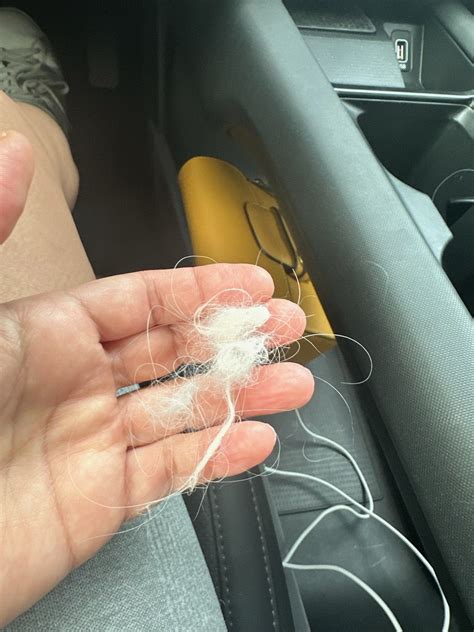 Pulling tail hair | Havanese Forum