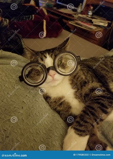 Cat is Professor Trelawney from Harry Potter Stock Photo - Image of
