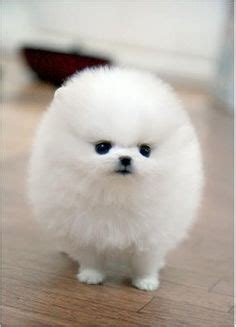 28 Cotton ball puppies ideas | puppies, pomeranian puppy, cute animals