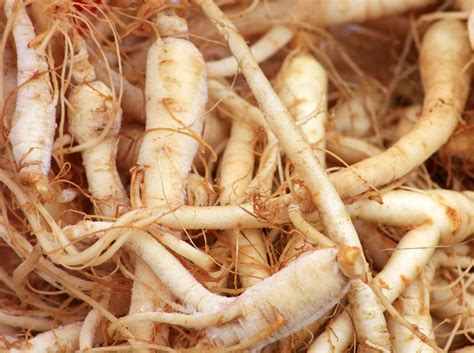 Growing Guide: How to Plant, Grow, and Harvest Ginseng