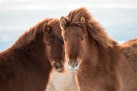 WILDLIFE OF ICELAND | Icelandic Explorer