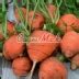 Морковь Парижская каротель: описание и характеристики сорта, правила ...