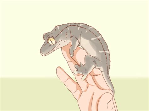 How to Care for a Crested Gecko: 15 Steps (with Pictures)