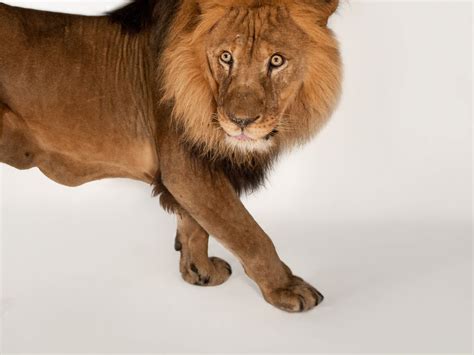 Frozen Remains of Extinct Lion Found in Russia