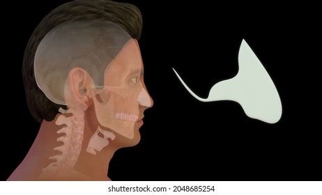 93 Septal Cartilage Royalty-Free Images, Stock Photos & Pictures ...