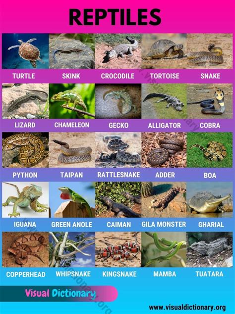 Reptiles: Helpful List of 27 Names of Reptiles in English - Visual