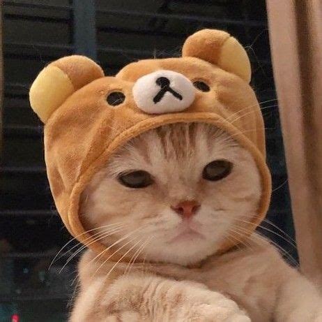 Котики | Котята, Милые котики, Милые детеныши животных