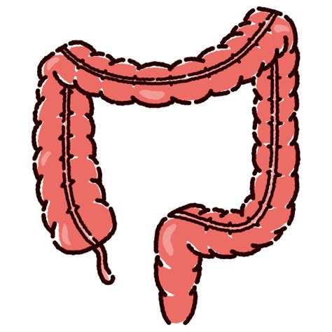大腸のイラスト（内臓・臓器）（2カラー） - イラストくん