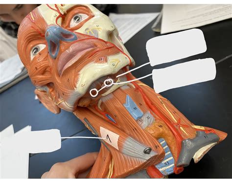 front  neck  face muscles quiz