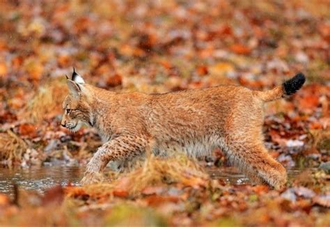 Lynx