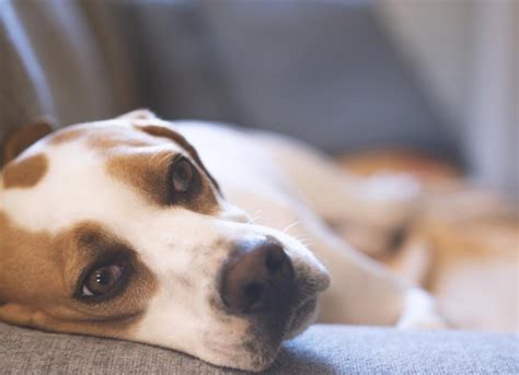 how to check my dogs glucose level