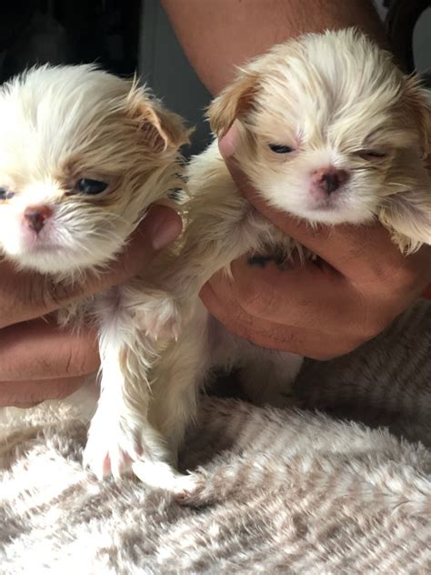 Japanese Chin Puppies For Sale | Sunnyside, WA #340866