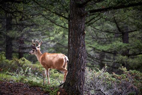 Hollow-horned Ungulates Wallpapers - Wallpaper Cave
