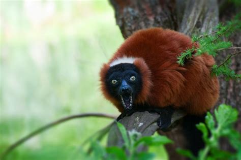 Red Ruffed Lemur