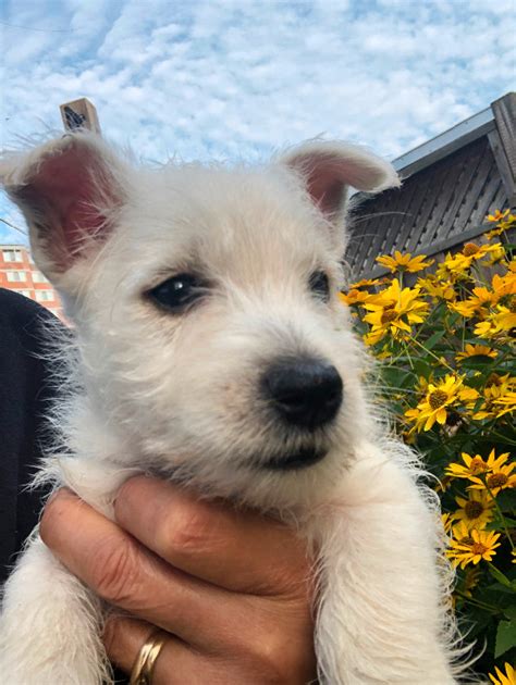 Adorable Westiepoo Puppies | Dogs & Puppies for Rehoming | Peterborough ...