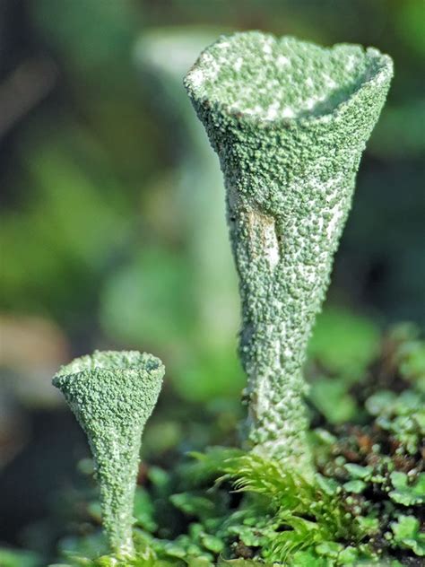 В царстве лишайников, вариант-3 (кладония бесформенная, Cladonia deformis)