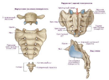 Coccyx | Medical anatomy, Anatomy bones, Thoracic cage