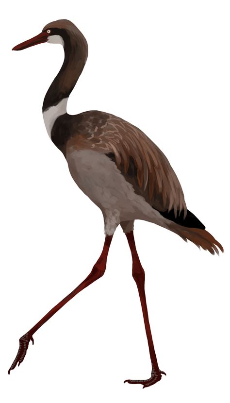 Juncitarsus gracillimus, J. merkeli by Jack Wood | Prehistoric ...